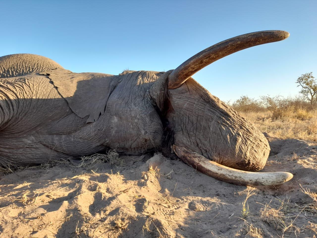 BOTSWANA HUNTING - Sabudawn Safaris