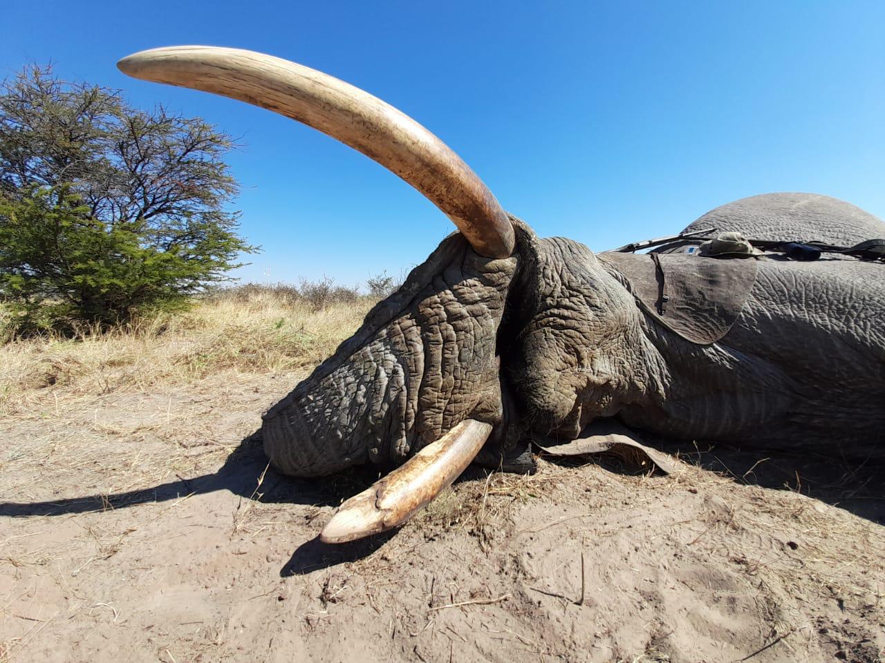 BOTSWANA HUNTING - Sabudawn Safaris