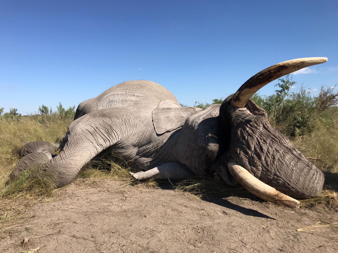BOTSWANA HUNTING - Sabudawn Safaris