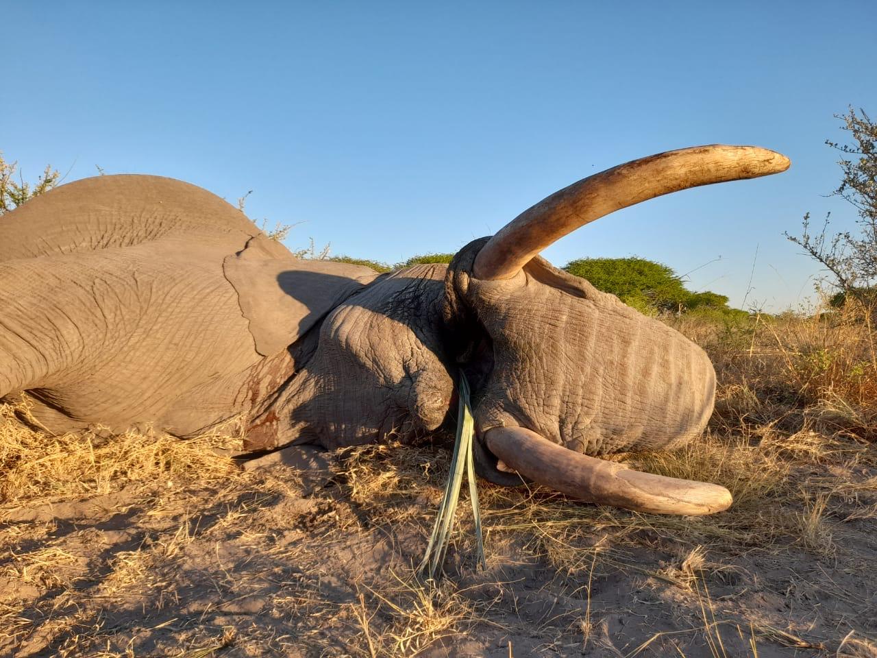 BOTSWANA HUNTING - Sabudawn Safaris